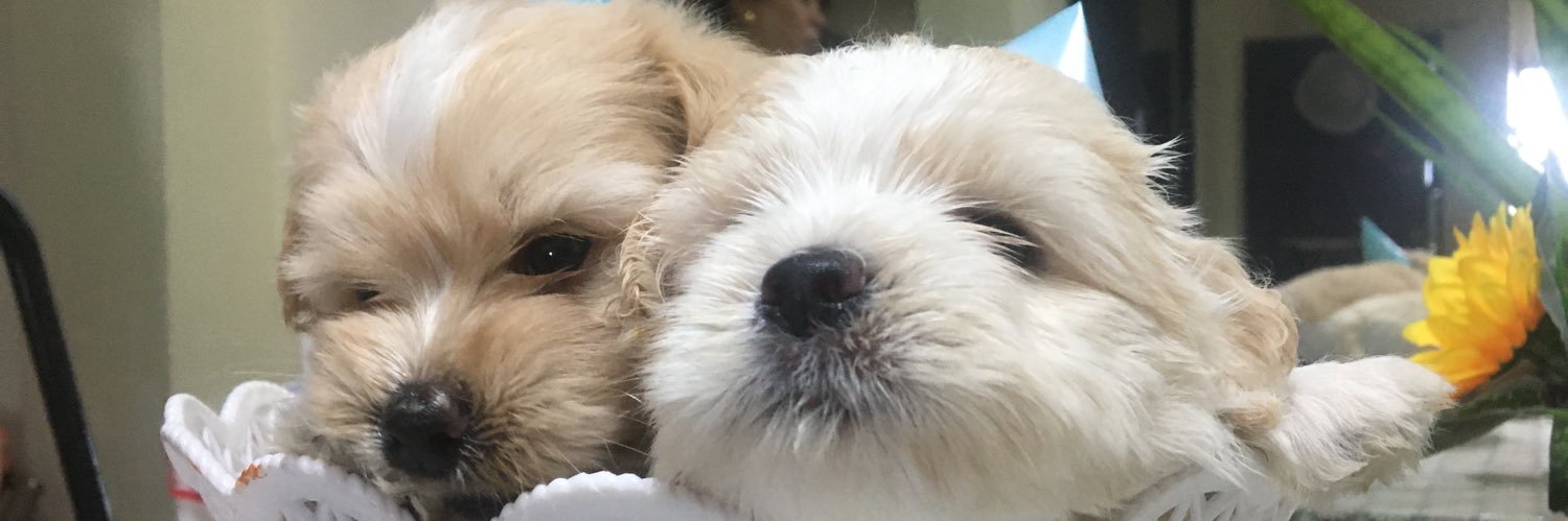 ewmliee's profile banner image