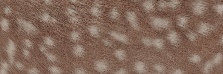 DOWNTHRABBTHOLE's profile banner image