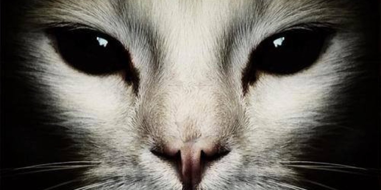 skiestheyblink's profile banner image