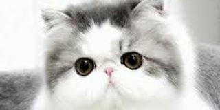 Widya_Watii97's profile banner image