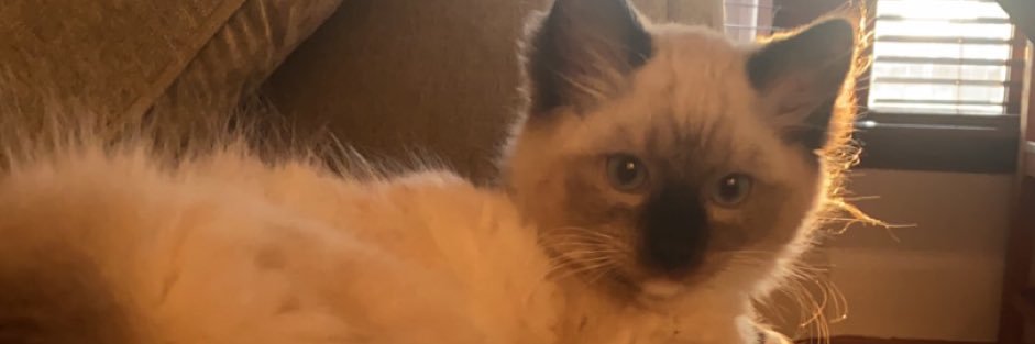 zarafinnie's profile banner image