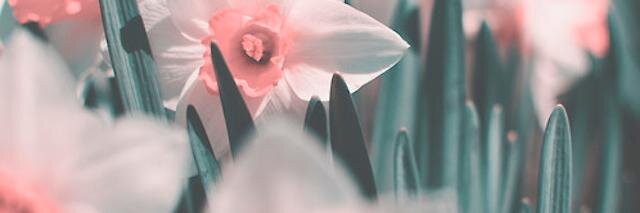 JulietteCharlie's profile banner image