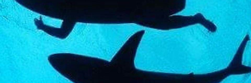 Luna-C & Angel-SM banner