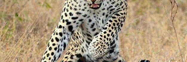 thula39185's profile banner image