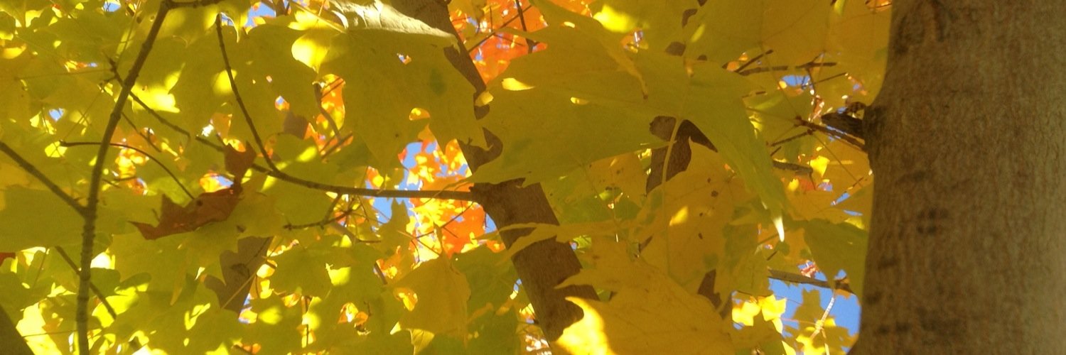 orangemaple's profile banner image
