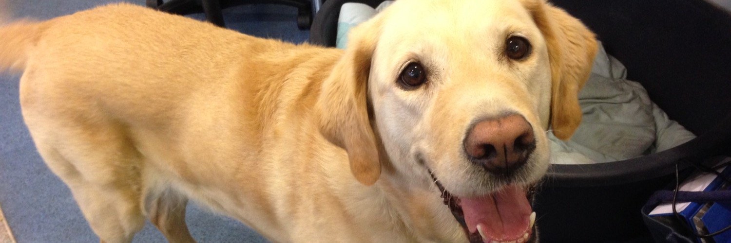 LondonGuidedogs banner