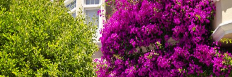 𝒟𝒾𝓎𝒶 🌸♓️ banner
