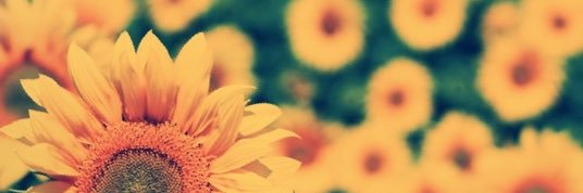 EsotericVerdant's profile banner image