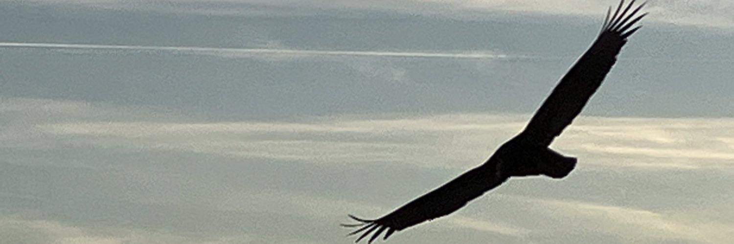dc19195's profile banner image
