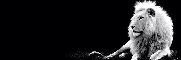 Niza banner