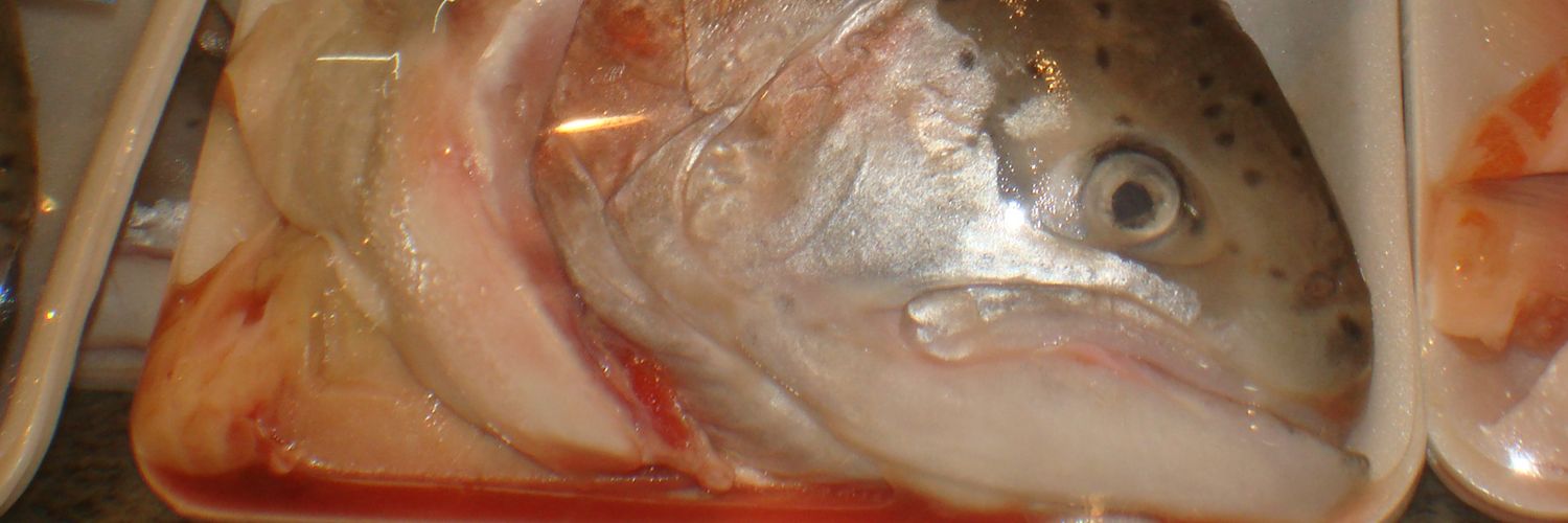 zestedo's profile banner image