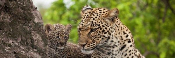 CliveMalherbe's profile banner image