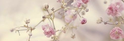 honeysuckleknol's profile banner image