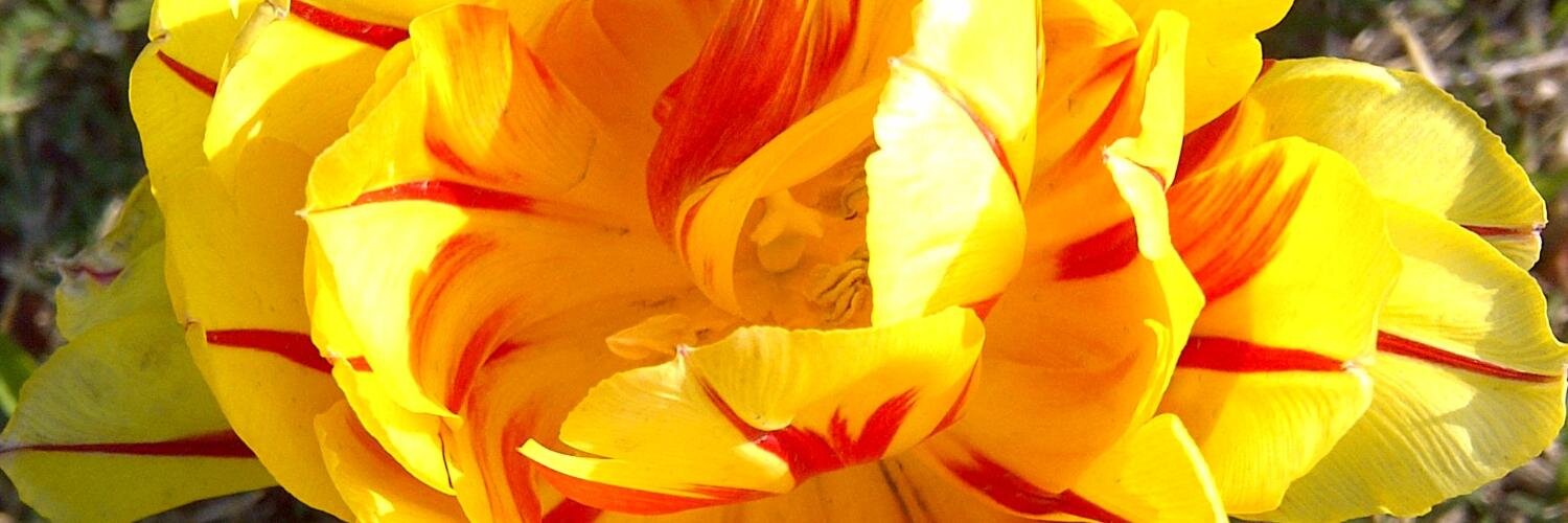 Ridwan3132's profile banner image