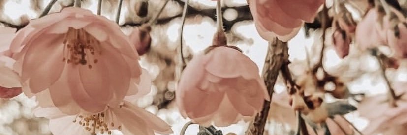 missaddicted_'s profile banner image