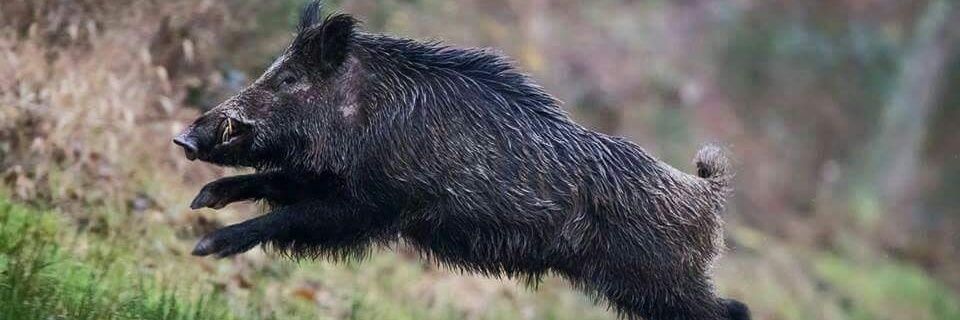 Hunting_aus's profile banner image
