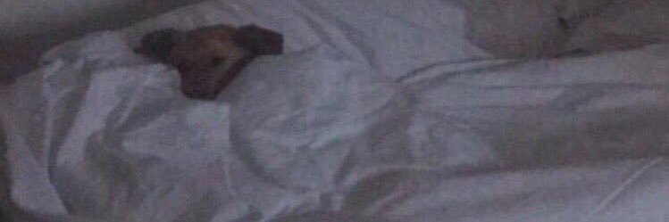 AddictingAri's profile banner image