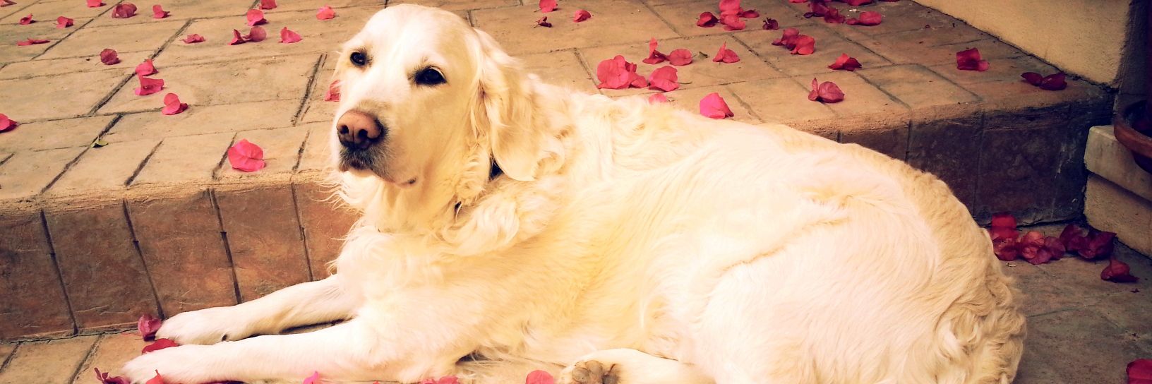 Clara🔻🍉🏳️‍🌈🐾 banner