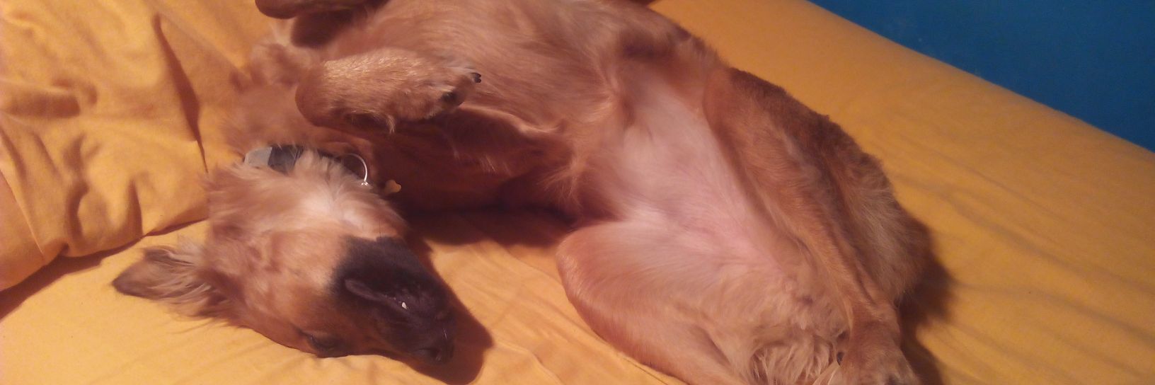 Dieguuuuuu !!! banner