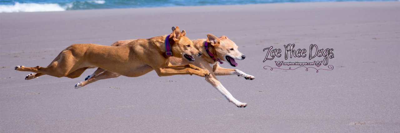 zoepheedogs's profile banner image