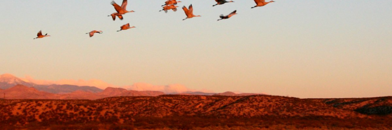 UA School of Natural Resources and the Environment banner
