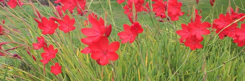 Georgina Reece banner