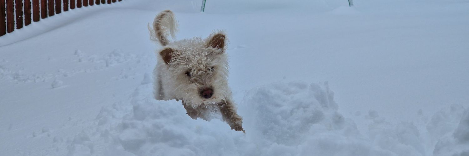 Louise Hayton banner