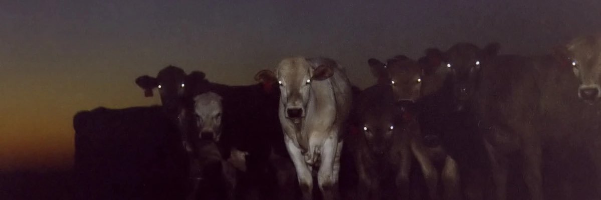 thetwitee's profile banner image