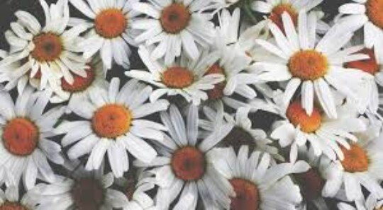 Pinkkflowerss's profile banner image