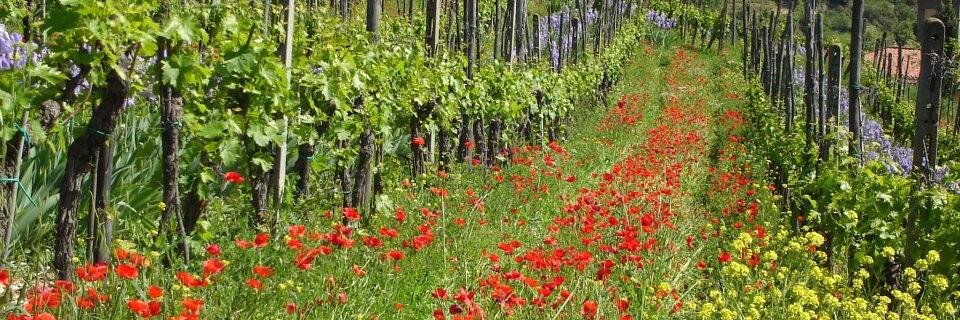 Martina_Manetti's profile banner image