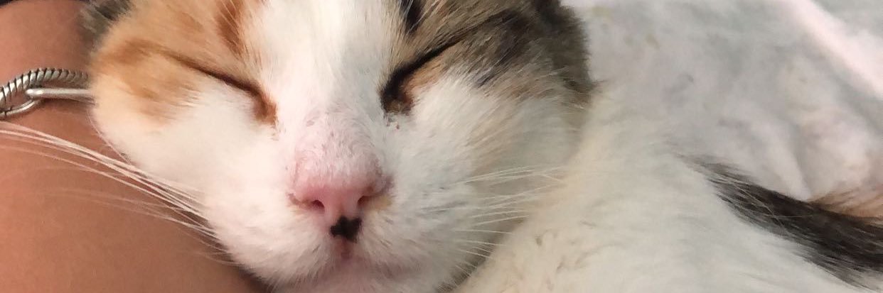 oykusozbilenn's profile banner image