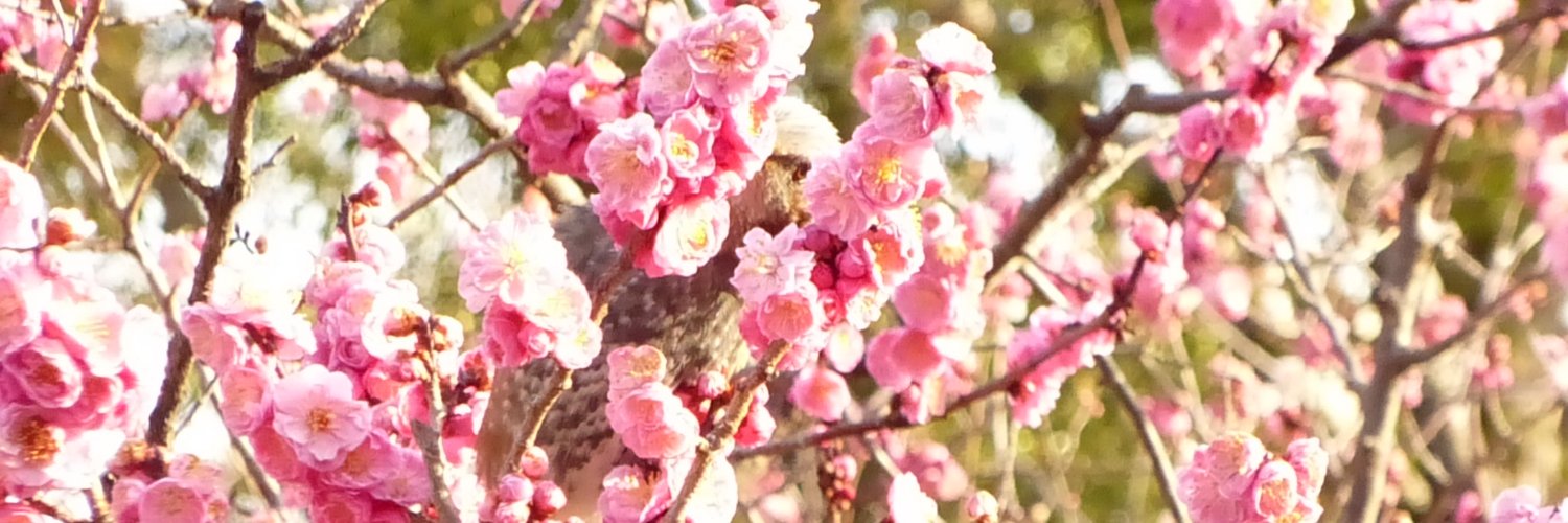 papapaoooooon's profile banner image