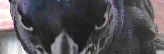 tahitijohn's profile banner image