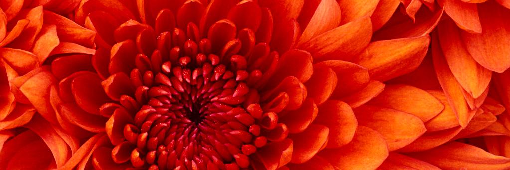 gedelosamuca's profile banner image