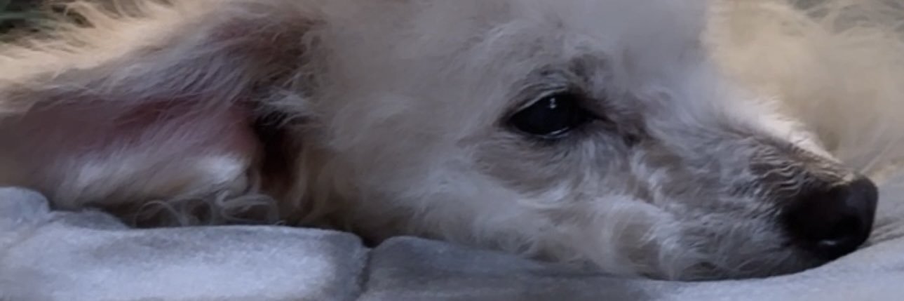 lovelynidia_'s profile banner image