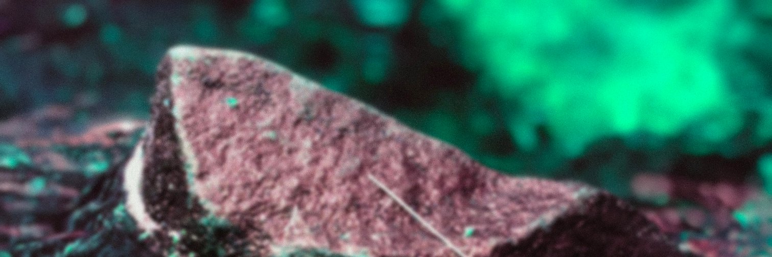 Cephalization's profile banner image