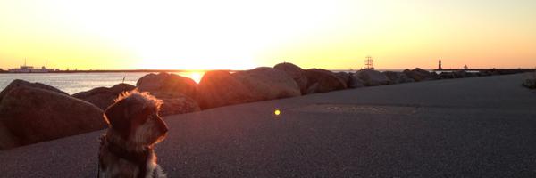 rollgarten Profile Banner