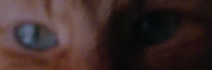 Ptruskona's profile banner image