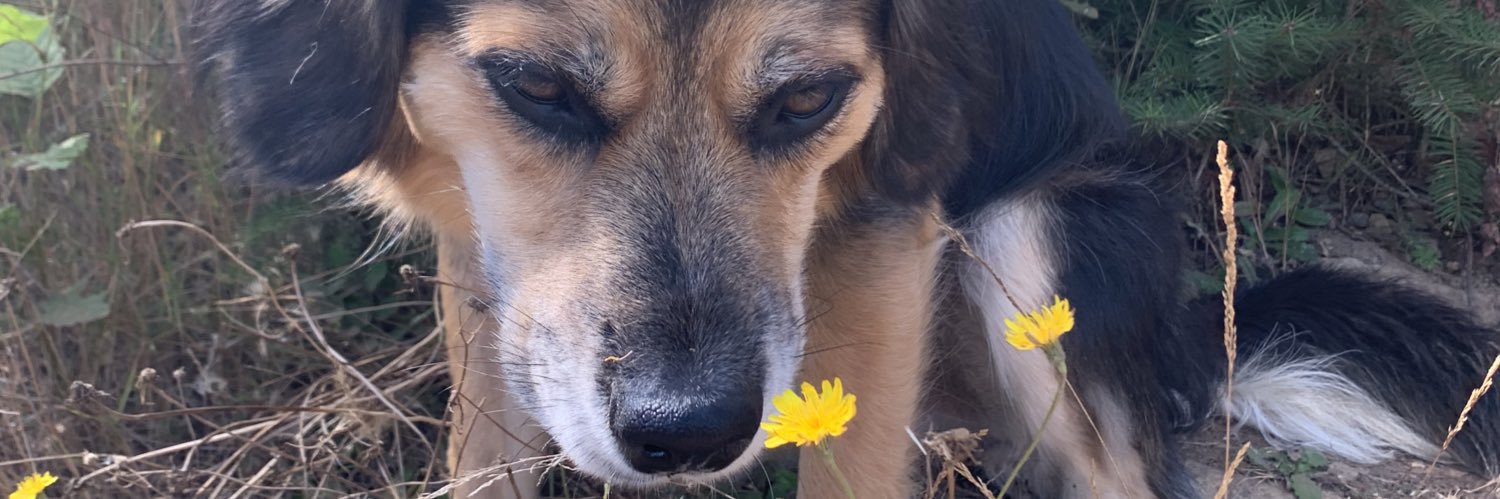hannah_dollar's profile banner image