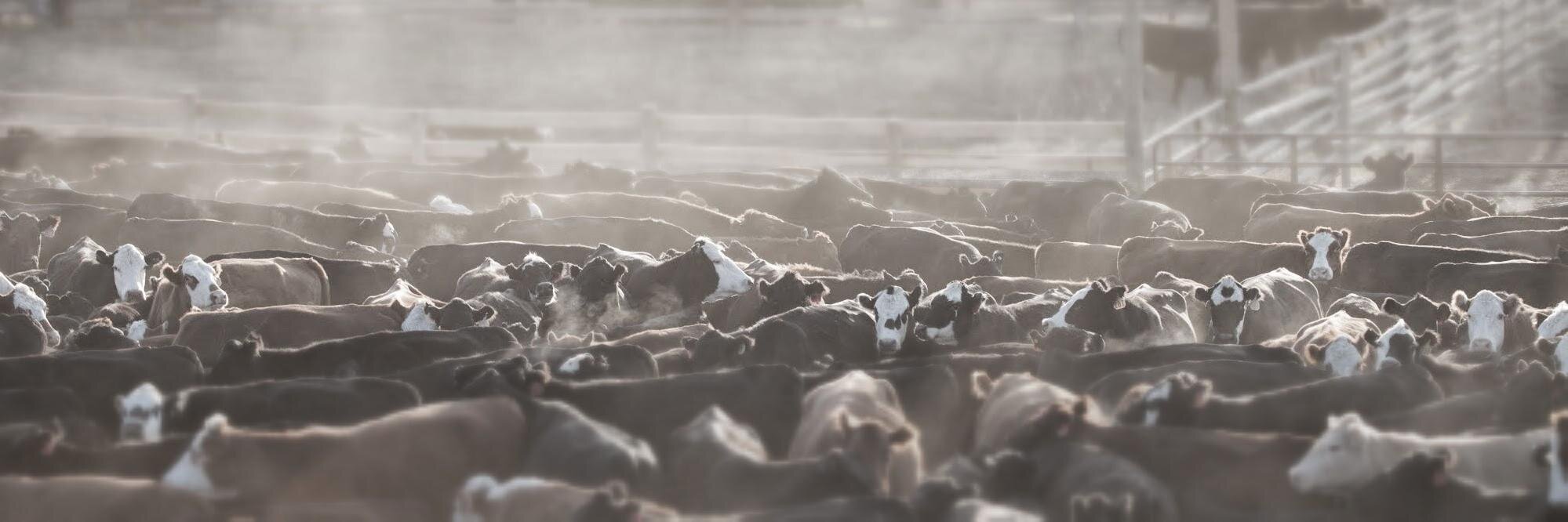ranchhacks's profile banner image