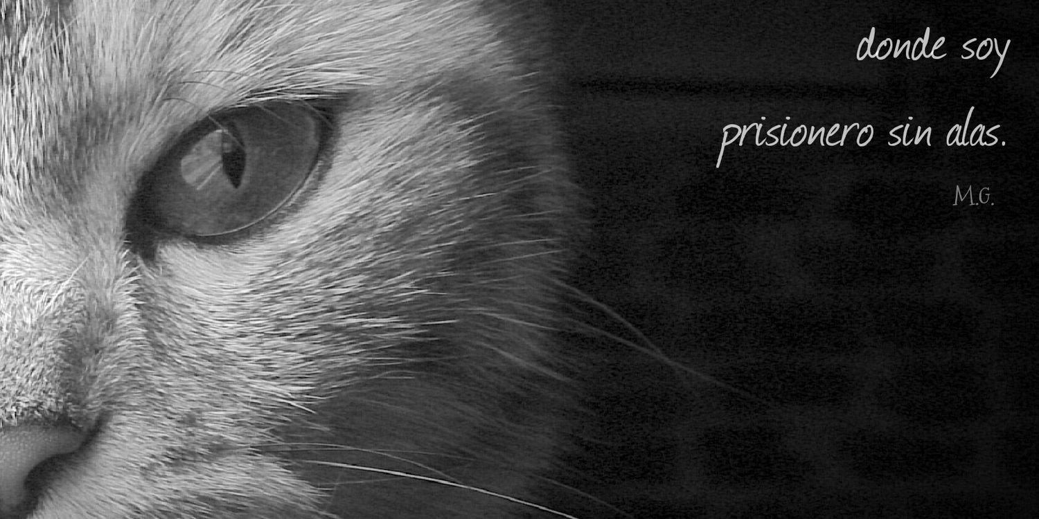 MaScHiNaS's profile banner image