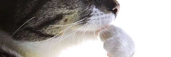 oscarpurrastri Profile Banner