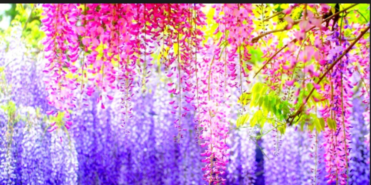helloitshaleyxo's profile banner image