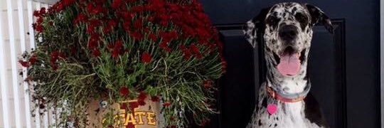 KenizeDawn's profile banner image