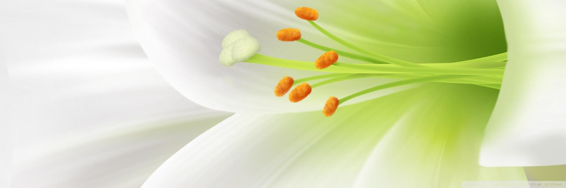 PathOfLily's profile banner image