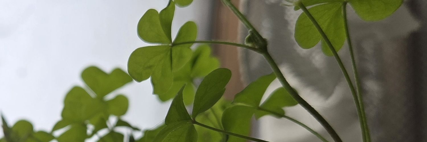 mumukuru's profile banner image