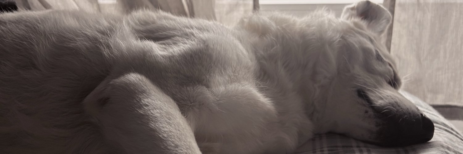 stayandtry's profile banner image