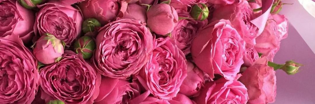 NADS 👑 banner