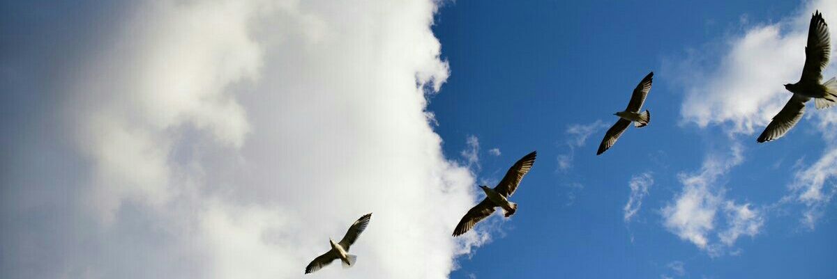 BiLGECagla's profile banner image