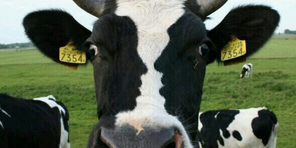 🇳🇱 H@r@ld 🇳🇱 banner